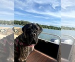 Small #3 Mastiff Mix