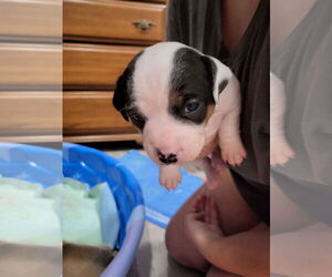 American Pit Bull Terrier-Unknown Mix Dogs for adoption in Oakhurst, NJ, USA