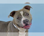 Small American Pit Bull Terrier