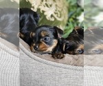 Small #9 Yorkshire Terrier