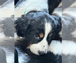 Small #5 English Springer Spaniel