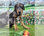 Small #4 Catahoula Leopard Dog
