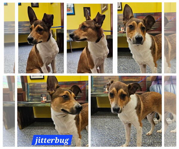 Medium Photo #2 Collie-Unknown Mix Puppy For Sale in Farmerville, LA, USA