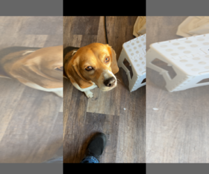Medium Beagle