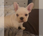 Small #2 French Bulldog