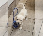 Small Photo #8 Labrador Retriever Puppy For Sale in ROSE HILL, KS, USA