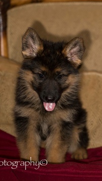 Medium Photo #1 German Shepherd Dog Puppy For Sale in TEMECULA, CA, USA