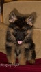 Small Photo #1 German Shepherd Dog Puppy For Sale in TEMECULA, CA, USA