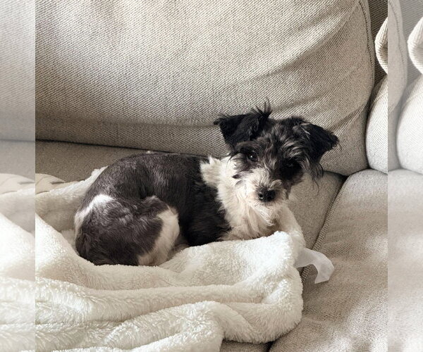 Medium Photo #2 Poodle (Miniature) Puppy For Sale in Brooklyn, NY, USA