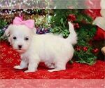 Small #15 Maltese
