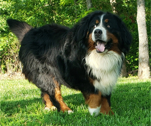 Father of the Bernese Mountain Dog puppies born on 08/19/2025