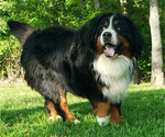Small Photo #1 Bernese Mountain Dog Puppy For Sale in NORWOOD, MO, USA