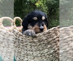 Small Photo #10 Bernedoodle Puppy For Sale in STEWARTSVILLE, NJ, USA