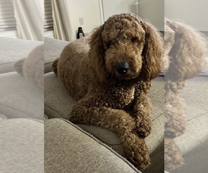 Mother of the English Cream Golden Retriever-Poodle (Standard) Mix puppies born on 12/02/2025