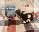 Puppy Gru Cavalier King Charles Spaniel