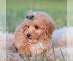 Small #3 Maltipoo (Toy)