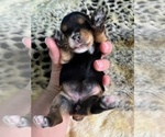 Small Photo #1 Yorkshire Terrier Puppy For Sale in NORMANGEE, TX, USA