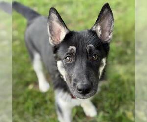 Mutt Dogs for adoption in San Diego, CA, USA