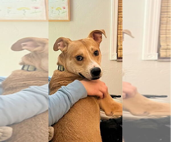 Medium Photo #6 Labrador Retriever-Unknown Mix Puppy For Sale in Springdale, PA, USA