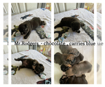 Small Photo #12 French Bulldog Puppy For Sale in CARROLLTON, TX, USA