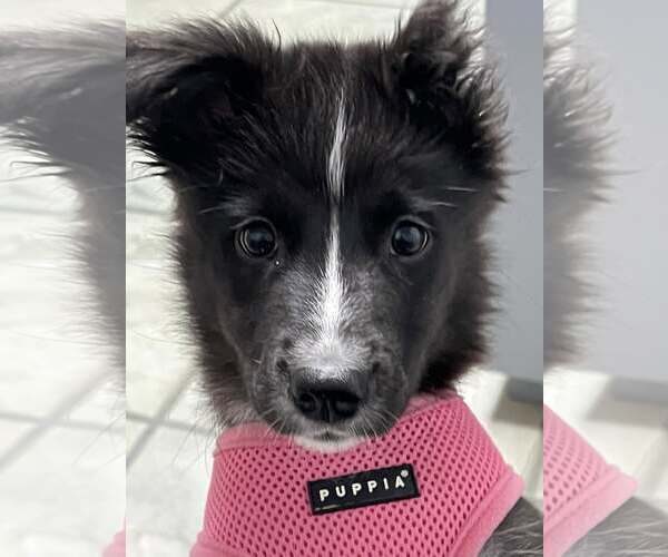 Medium Photo #4 Carolina Dog Puppy For Sale in Highland, IL, USA