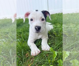 Mutt Dogs for adoption in pomfret, CT, USA