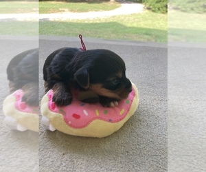 Biewer Terrier Puppy for sale in MIDTOWN, TN, USA