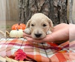 Small #4 Goldendoodle