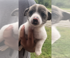 Chiranian Puppy for sale in WEST BRANCH, MI, USA
