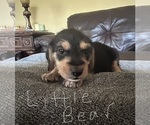 Puppy 4 Poogle