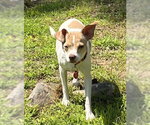 Small #8 Chihuahua Mix