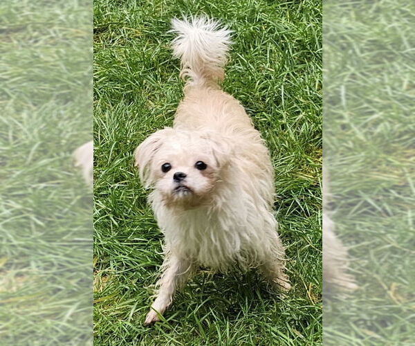 Medium Photo #1 ShiChi Puppy For Sale in Olalla, WA, USA