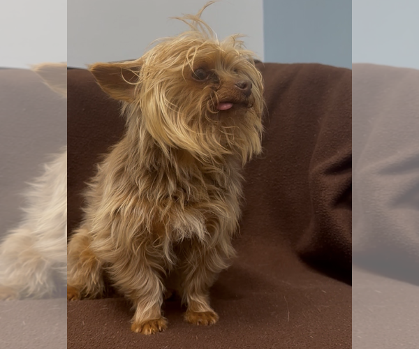 Medium Photo #4 Mutt Puppy For Sale in Weston, FL, USA