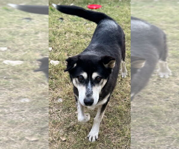 Medium Photo #3 Siberian Husky-Unknown Mix Puppy For Sale in Great Bend, KS, USA