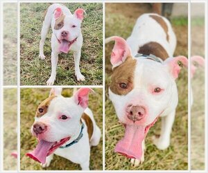 American Bulldog Dogs for adoption in Westminster, MD, USA