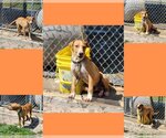 Small Photo #37 Labrador Retriever-Unknown Mix Puppy For Sale in Sebec, ME, USA