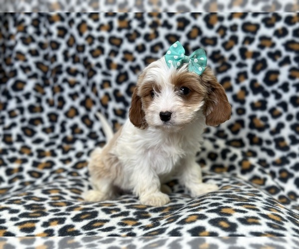 Medium Photo #2 Cavapoo Puppy For Sale in LAKELAND, FL, USA