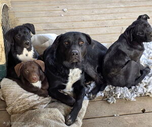 Borador Dogs for adoption in Aurora, IN, USA