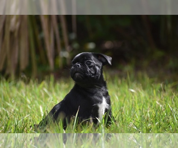 Medium Photo #2 Pug Puppy For Sale in PALM COAST, FL, USA