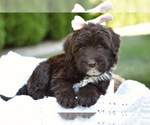 Small #2 Portuguese Water Dog