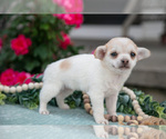 Small Photo #9 Chihuahua Puppy For Sale in BERNE, IN, USA