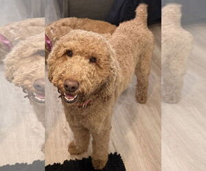 Mutt Dogs for adoption in Valrico, FL, USA