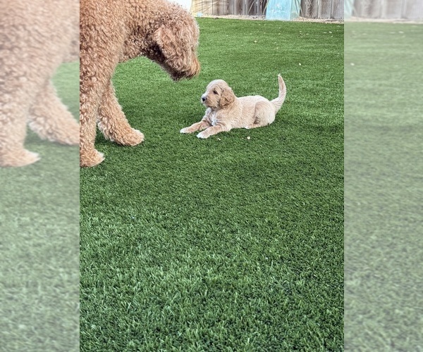 Medium Photo #3 Goldendoodle Puppy For Sale in OAKLAND, CA, USA