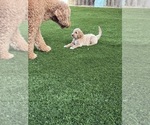 Small #2 Goldendoodle