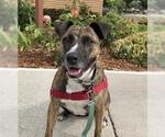 MARGO - Female American Staffordshire Terrier Dog for Adoption - Small photo