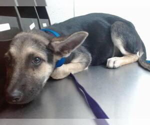 German Shepherd Dog Dogs for adoption in San Bernardino, CA, USA