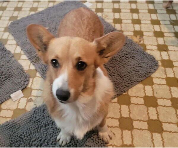 Medium Photo #3 Mutt Puppy For Sale in Portland, IN, USA