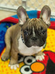 Small Photo #14 French Bulldog Puppy For Sale in BAY VIEW, WI, USA