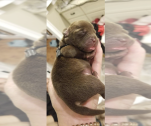 Labmaraner Puppy for sale in WENDELL, NC, USA