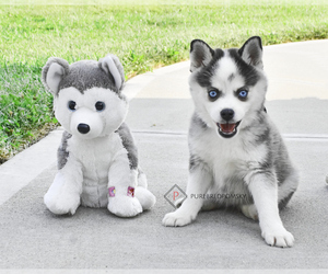 Pomsky Puppy for sale in KANSAS CITY, MO, USA